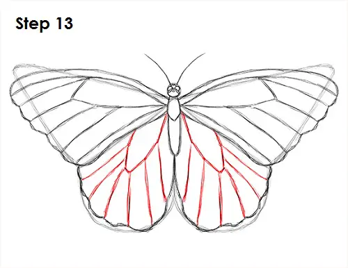 Draw Butterfly 13