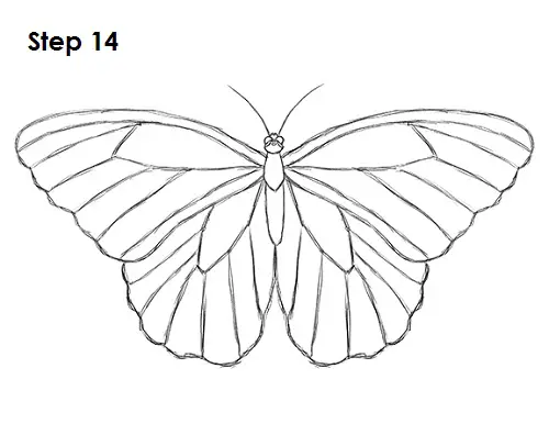 Draw Butterfly 14
