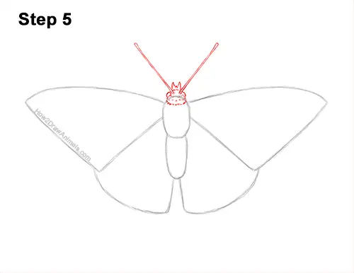 How to Draw a Painted Lady Butterfly Wings 5