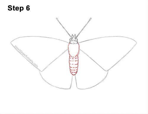 How to Draw a Painted Lady Butterfly Wings 6