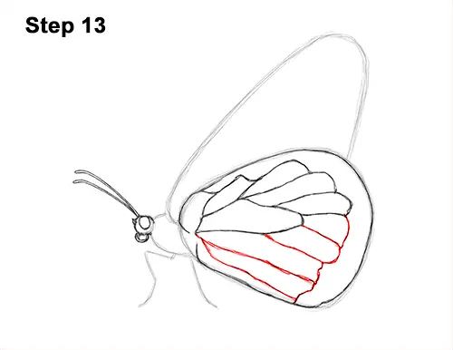 How to Draw a Monarch Butterfly Side Wings 13