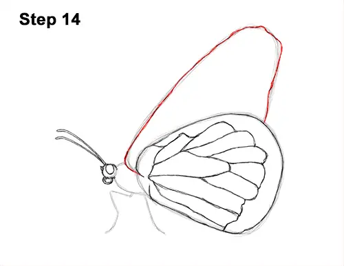 How to Draw a Monarch Butterfly Side Wings 14