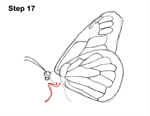 How to Draw a Monarch Butterfly Side Wings 17