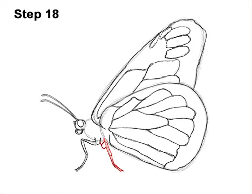 How to Draw a Monarch Butterfly Side Wings 18