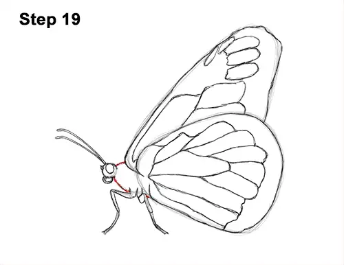 How to Draw a Monarch Butterfly Side Wings 19