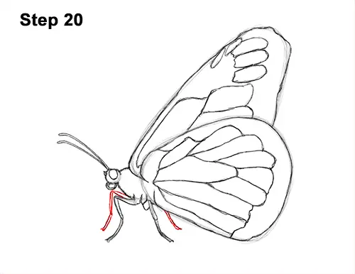 How to Draw a Monarch Butterfly Side Wings 20