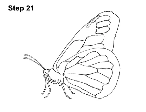 How to Draw a Monarch Butterfly Side Wings 21