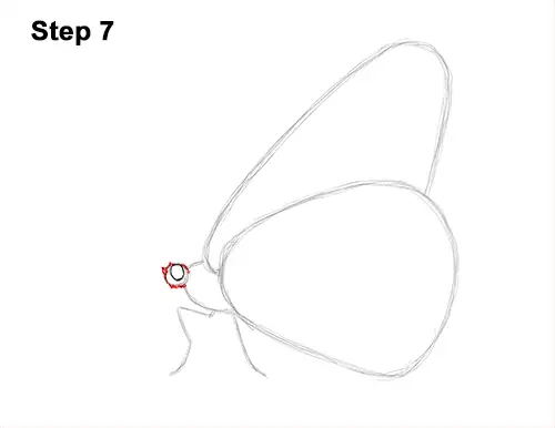 How to Draw a Monarch Butterfly Side Wings 7