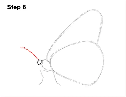 How to Draw a Monarch Butterfly Side Wings 8