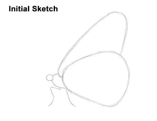 How to Draw a Monarch Butterfly Side Wings Guide Lines