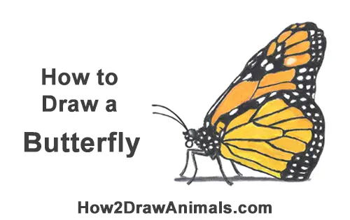 How to Draw a Monarch Butterfly Side Profile Color Insect Wings