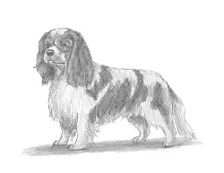 How to Draw a Cavalier King Charles Spaniel Dog