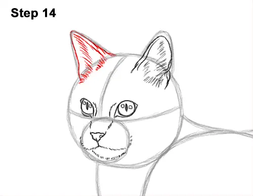 How to Draw a Calico Kitten Cat Orange Black 14