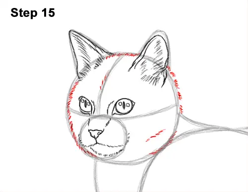 How to Draw a Calico Kitten Cat Orange Black 15