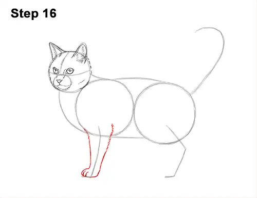 How to Draw a Calico Kitten Cat Orange Black 16