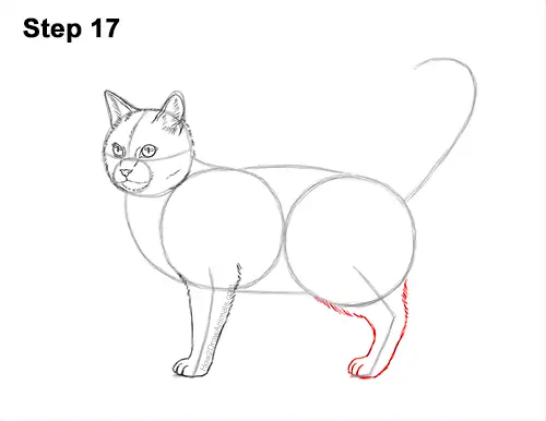 How to Draw a Calico Kitten Cat Orange Black 17