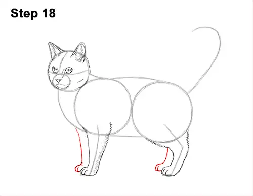 How to Draw a Calico Kitten Cat Orange Black 18