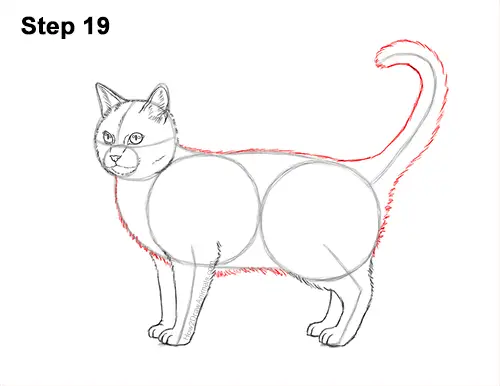 How to Draw a Calico Kitten Cat Orange Black 19