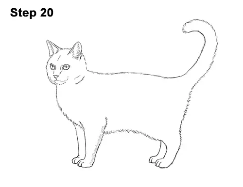 How to Draw a Calico Kitten Cat Orange Black 20