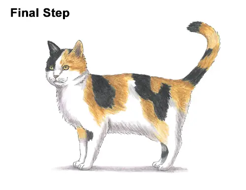 How to Draw a Calico Kitten Cat Orange Black Color