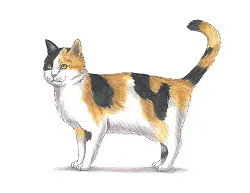How to Draw a Cat Kitten Calico Color Orange Black