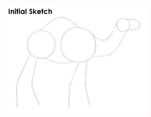 Draw Camel Sketch
