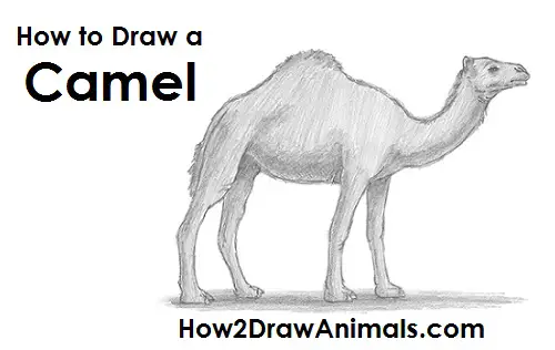 How to Draw a Dromedary Camel Side View