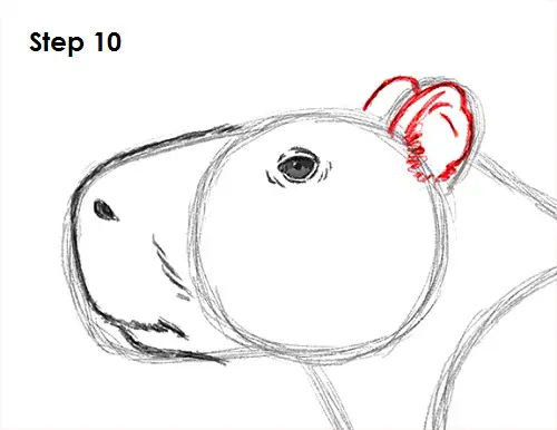 Draw Capybara 10