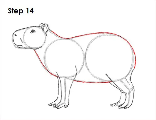 Draw Capybara 14
