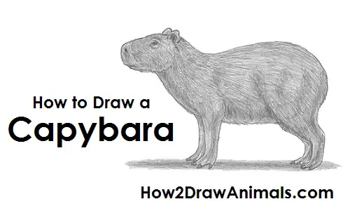 Draw Capybara