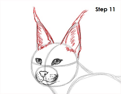 How to Draw a Caracal