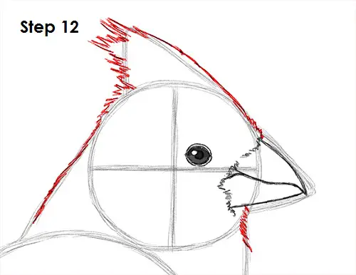 Draw Cardinal Bird 12
