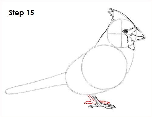 Draw Cardinal Bird 15