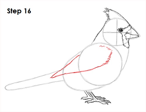 Draw Cardinal Bird 16