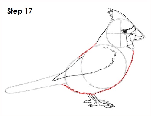Draw Cardinal Bird 17