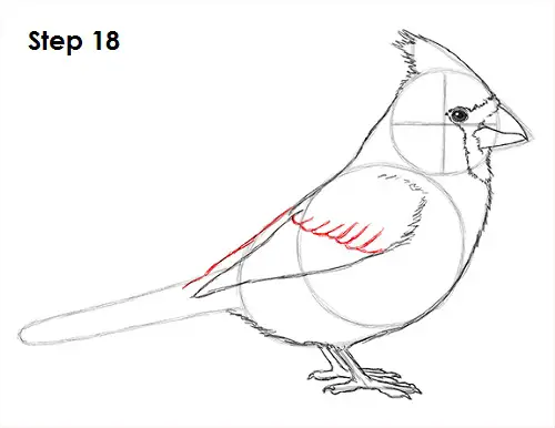 Draw Cardinal Bird 18