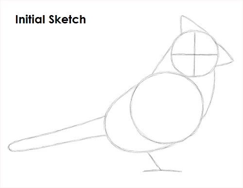 Draw Cardinal Bird Sketch
