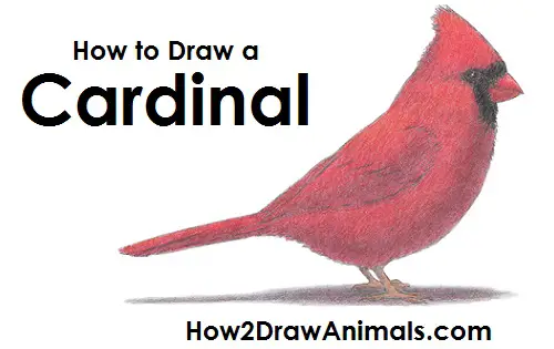 Draw Cardinal Bird
