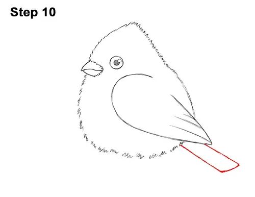 How to Draw Cute Little Cartoon Red Cardinal Snow Berries 10