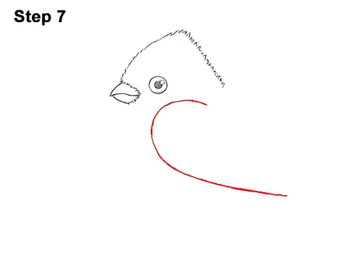 How to Draw Cute Little Cartoon Red Cardinal Snow Berries 7