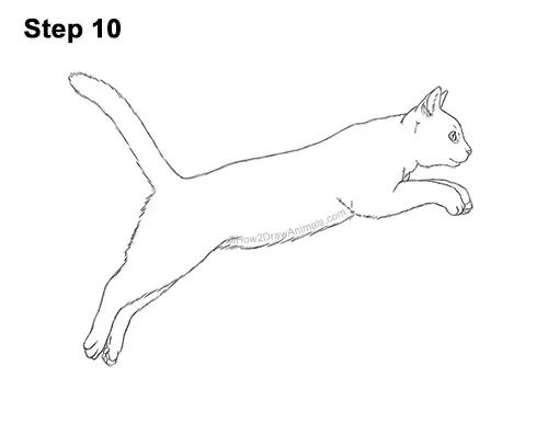 How to Draw a Cat Jumping Leaping Side View 10
