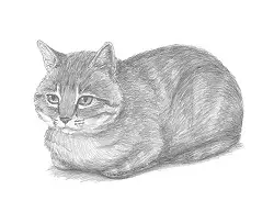 How to Draw a Tabby Cat Loafing Laying