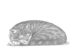 How to Draw a Sleeping Tabby Cat