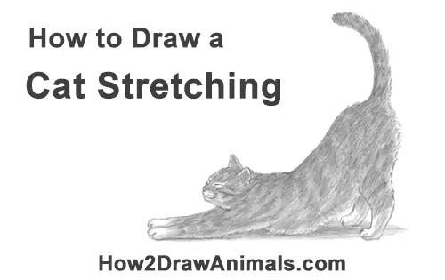 How to Draw a Tabby Kitten Cat Stretching