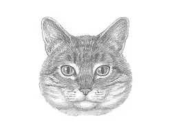How to Draw a Tabby Kitty Cat Face Head Portrait