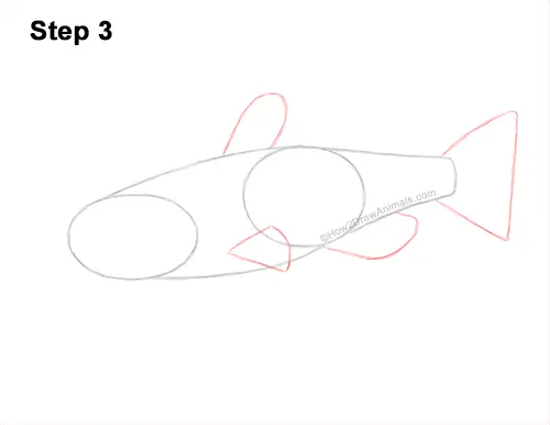 How to Draw a Channel Catfish Fish 3