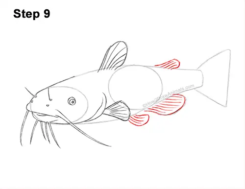 How to Draw a Catfish VIDEO & Step-by-Step Pictures