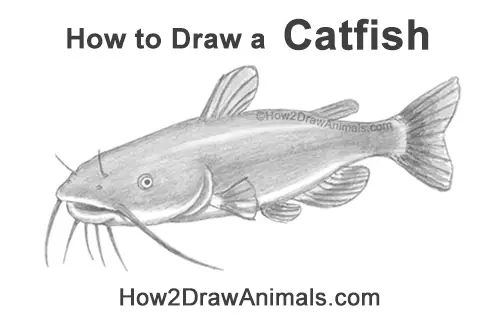 How to Draw a Channel Catfish Fish