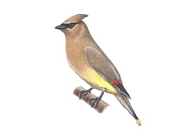 How to Draw a Cedar Waxqing Bird Side View Color
