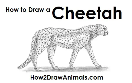 Cheetah Drawing Easy For Kids